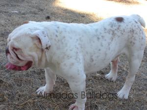 EnglishBulldogPuppies